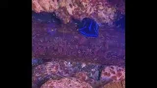Blue Velvet Nudibranch Eating Flatworms