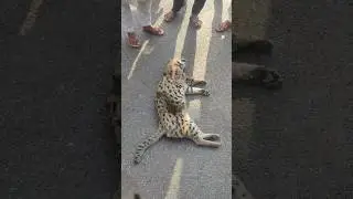 #wildlife #shorts #ytshorts #youtubeshorts #wildanimals #leopard #tendua #guldar