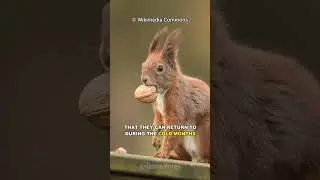 Why Do Squirrels Burry Their Nuts?