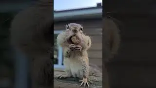 How To Make Friends With Chipmunks: The Bush Baby