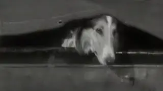 Lassie stunts ep 26 Lassie's escapes