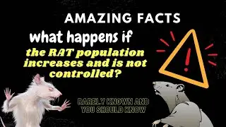 Amazing Facts: 10 Impacts that will occur if the rat population increases and is not controlled