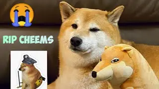 Cheems dog rip | rest in piece cheems🐶😭 | meme #memes #dog #funny #viral