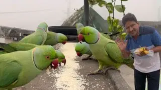 today my wild parrots food vlog@narendrapantham @zikitheparrotlet @Fantasticparrot #usa  
