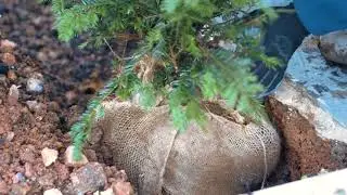 How To Plant A Root Ball Hedge