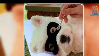Tag a pet lover who needs to see this#dog #puppy #dogshorts #youtubeshorts #memes #love #shorts #fyp