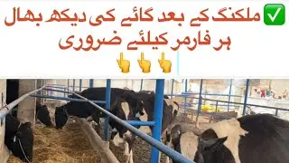 Cow After Milking 💪#aftermilking #cattlelife #cattleworld #cowfeeding #feed #cow #farming #farm 