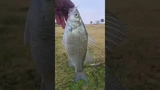 whitebass fishing in a ditch #fishing #fish #fishlife #bigfish #creeklife #bass #whitebass #sandbass