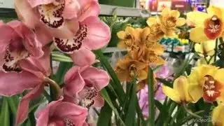 ОБИ. Новый завоз Орхидей! Шикарные Цимбидиумы, чудесные Башмачки и другие новинки! 13 декабря 2018.