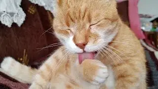 Cat licking it's paws #cat #mickey #sleeping