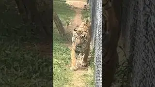 Tiger 🐅| #tiger #tigerwalk #wildcats #bigcats #wildlife #mysorezoo #zoovlog #zoo #ytshorts #shorts