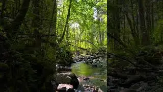 Nature Therapy 🌊 A Quiet Stream Reset #nature #relaxingsounds