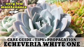 128 ECHEVERIA WHITE ONE SUCCULENT CARE GUIDE || Succulent Care Tips 다육식물 多肉植物 Suculentas