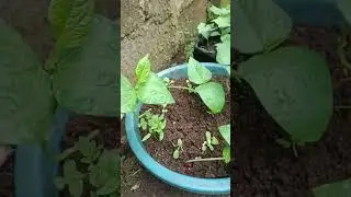 New transplant Pechay #Pechay #shorts2023  #mjh89ph  #new #viral #trending  #trending2023  #mjh