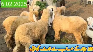 Live 6 animals deal in animal market today | Sheep rate in Pakistan