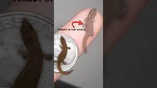 Tiniest Gecko in the World!!