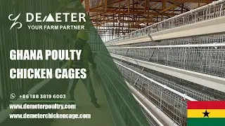 Layer Battery Cages for 10000 Chickens Poultry Farm in Tema Ghana #chickencageghana