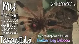 Rehousing my Stromatopelma Calceatum