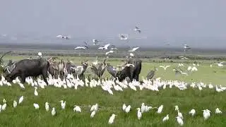Deepor Beel Wildlife Sanctuary...