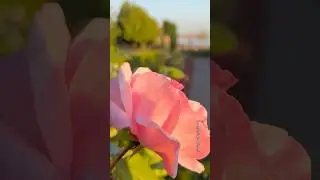 Elliot Bay Rose Garden, Seattle, Wa