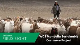 WCS Mongolia Sustainable Cashmere Project
