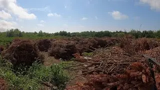 Airlift brings old Christmas trees to Louisiana marsh
