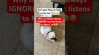 Husky IGNORES Pawpa but LOVES Mawma 🚨 #funnyhusky #dogparents #ytshortsindia