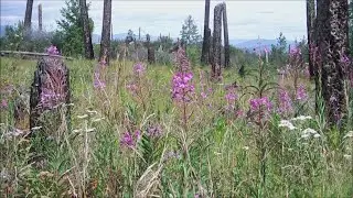 FIREWEED - OFFICIAL FLOWER of the YUKON - Hiking in the OKANAGAN, you can SEE IT HERE, TOO!