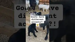 Goats have accents! 🐐 #shorts