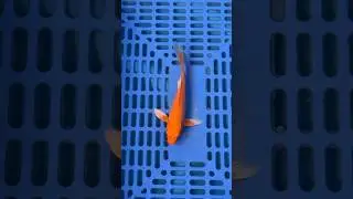 Orange ogon 20-21cm #koifishindia #koifish #japanesekoifishIndia