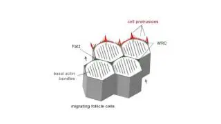 biosights: March 14, 2016 - Fat2 whips fly eggs into shape
