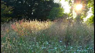 Grantchester Meadows & the River of Green, a Tribute to Pink Floyd (02/02)  Solitudes Music Video