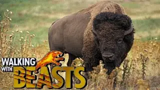 Walking With Beasts [2001] - Steppe Bison Screen Time