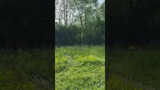 sounds of nature, birds singing, frogs croaking  #birds #frogs #звукиприроды #пениептиц #кваканье