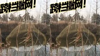 黎明喜得大侄子，路边跨2多米高芦苇撒网捕大鱼，给弟媳妇补身体 #撒网  #别屏蔽