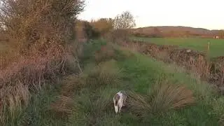 This English countryside dog walk is SO RELAXING!
