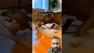 ai video short femesh #comedyvideos
