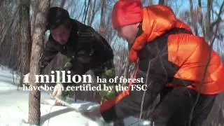 Amur tiger video
