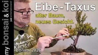 Bonsai 2026-5 - Eibe - Taxus - ein neues Gesicht f&uuml;r den alten Baum!