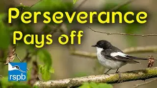 Great Photographs of Pied Flycatchers - Perseverance pays off