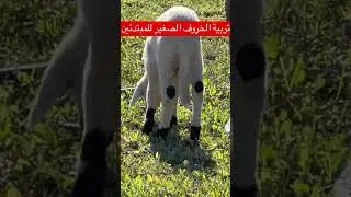 #اكسبلور تربية الخروف الصغير#حياة_سميرة #مشروع_الماشية