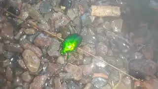 Scarab beetle(Heterorrhina elegans)