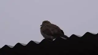 [4K] Indian Rock chat or brown rock chat bird perched on a tin shed in a cold winter morning.
