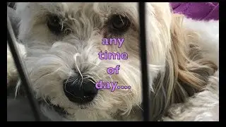 Ep. 21 - Dog Calm on Command, train an on/off switch for your dog
