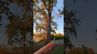 tree power