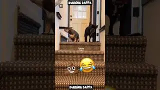 Saani Potaan 🤣 #funny #cat #shorts #dog #shortsfeed #animals #dubbingdappa #catvideos #dogshorts