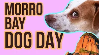Dog Friendly Morrow Bay 2026 &bull; Pup Friendly Adventure Guide #dogfriendly #morrobay