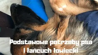 Spacer z owczarkiem niemieckim - krótko na temat podstawowych potrzeb oraz łańcucha łowieckiego