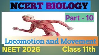 Sliding Filament Theory || Muscle Contraction || 