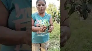 Dila Dila ti aso o karasakas gamot sa walang tigil na pagsusuka at pagdudumi dehydration